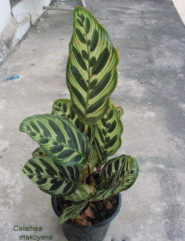Peacock Plant